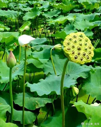 🪷即花即果，荷之因果｜中医视角一花结一子，花开果已成。莲生当下境，因果本同生。