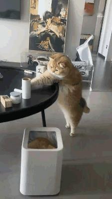 猫猫的小脑袋想不通！