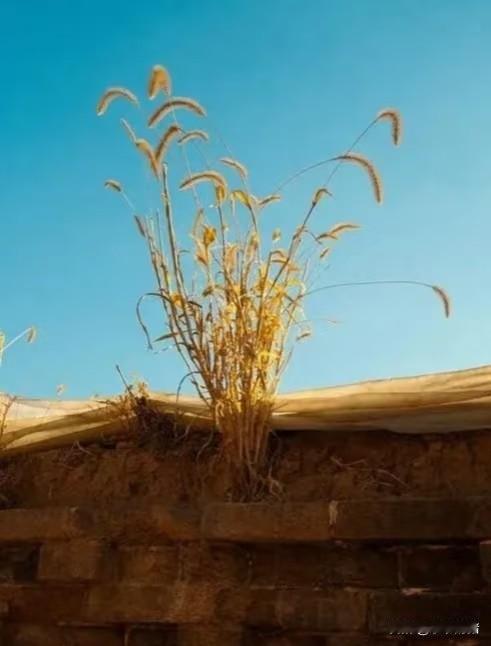 四奶奶快70岁时大集上的算命先生说她能活到100岁。四奶奶还在高兴中，那个先生又