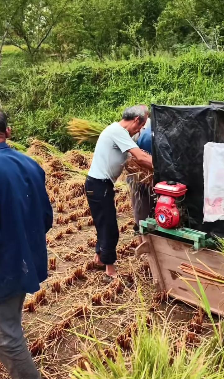 农村打谷子这个季节又到了收稻谷的季节，种了稻谷的农民伯伯这几天在田里，可以