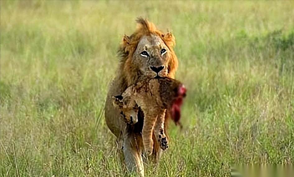 很多人羡慕雄狮，觉得它每天除了睡觉就是巡逻，威风得不行。可那位守了五十多年草原