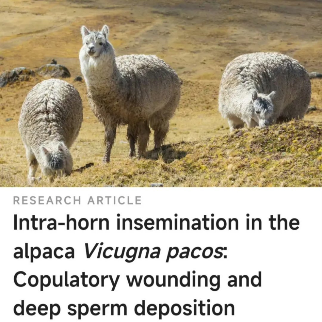 你吃的驴肉可能是马肉全世界而言，人们吃马肉、吃驴肉、吃牛肉、吃羊肉、吃章鱼肉、吃