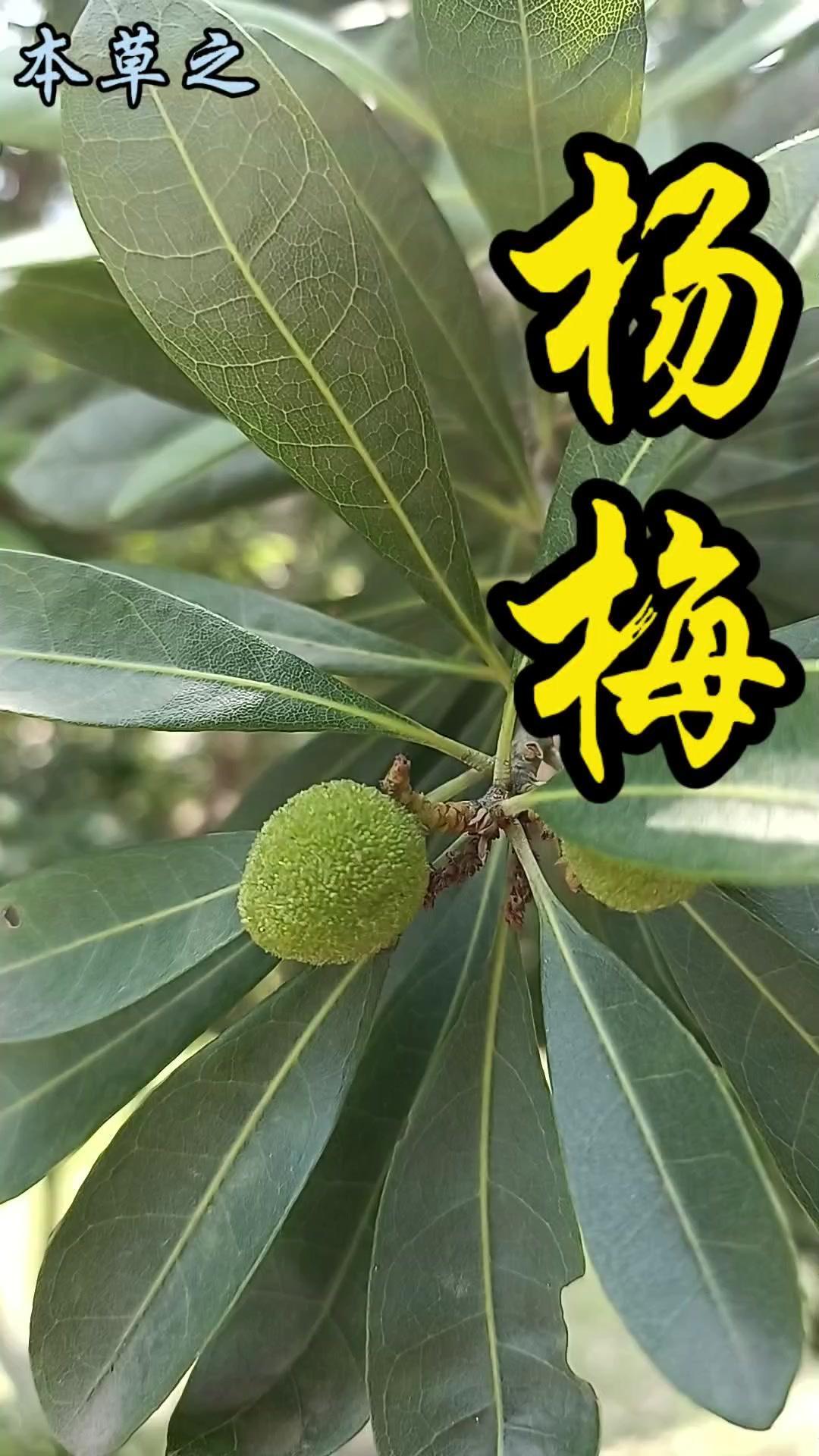 🍓青果挂满枝头的杨梅树，让人超有食欲！要知道这可是中国特有的水果，常被称作果中