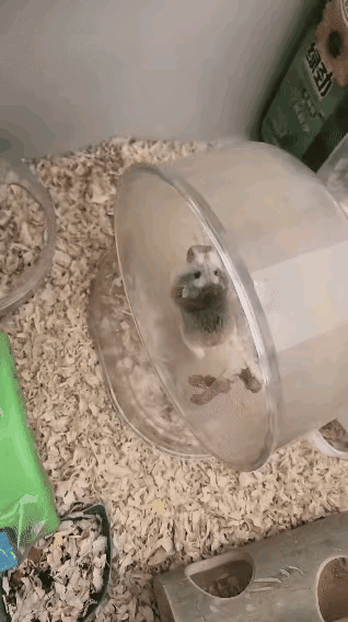 啊，这个仓鼠妈妈是在干什么[捂脸哭]