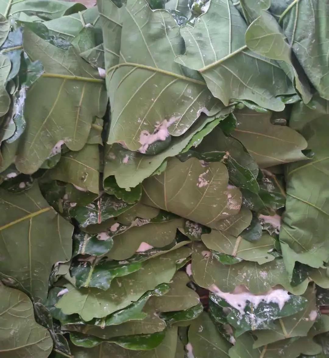 吃过的都知道是什么