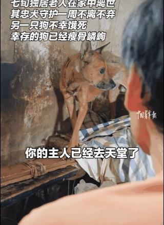 “这只狗真仗义！”70多岁老人在老房子里去世，他的爱犬守护老人整整一周，不吃也不
