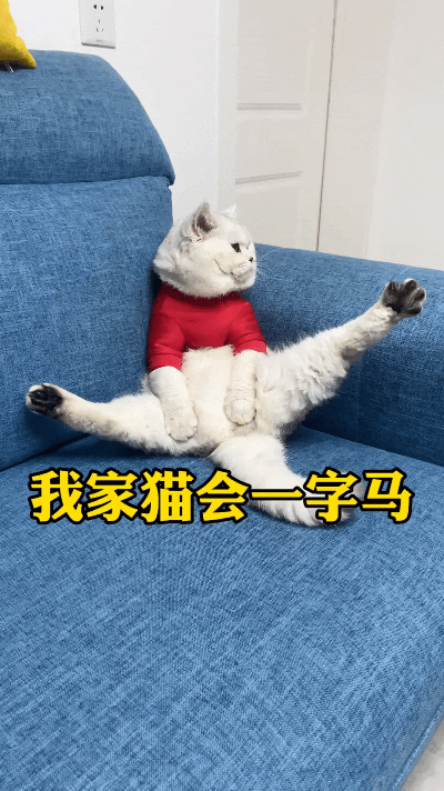 咱家养这小猫也太随性了，大大咧咧在沙发劈一字马，姿势潇洒又慵懒。主人无奈吐槽：