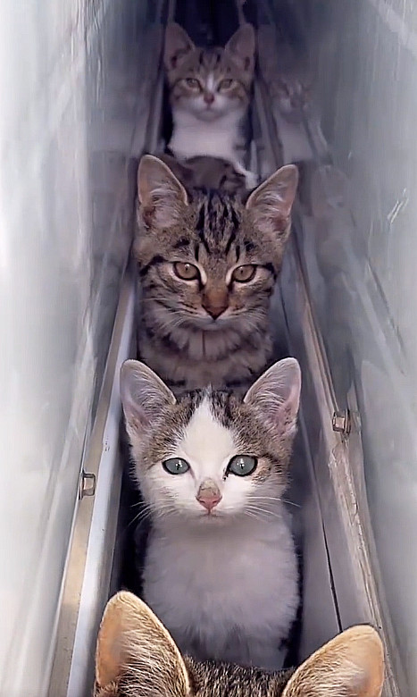 猫猫串，小流浪[笑着哭]第三只，一看就是，长大了要当家做主的那只[呲牙笑]​​​