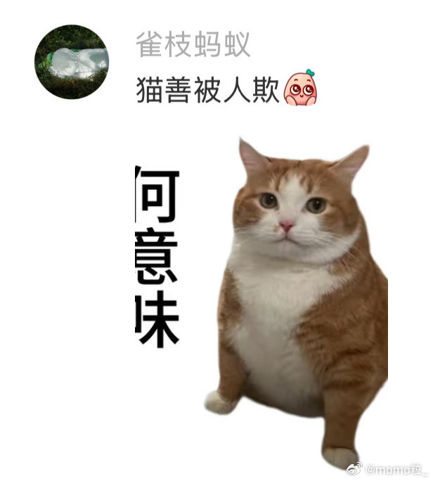 猫讨厌和瘦子拍照胖了显得无公害