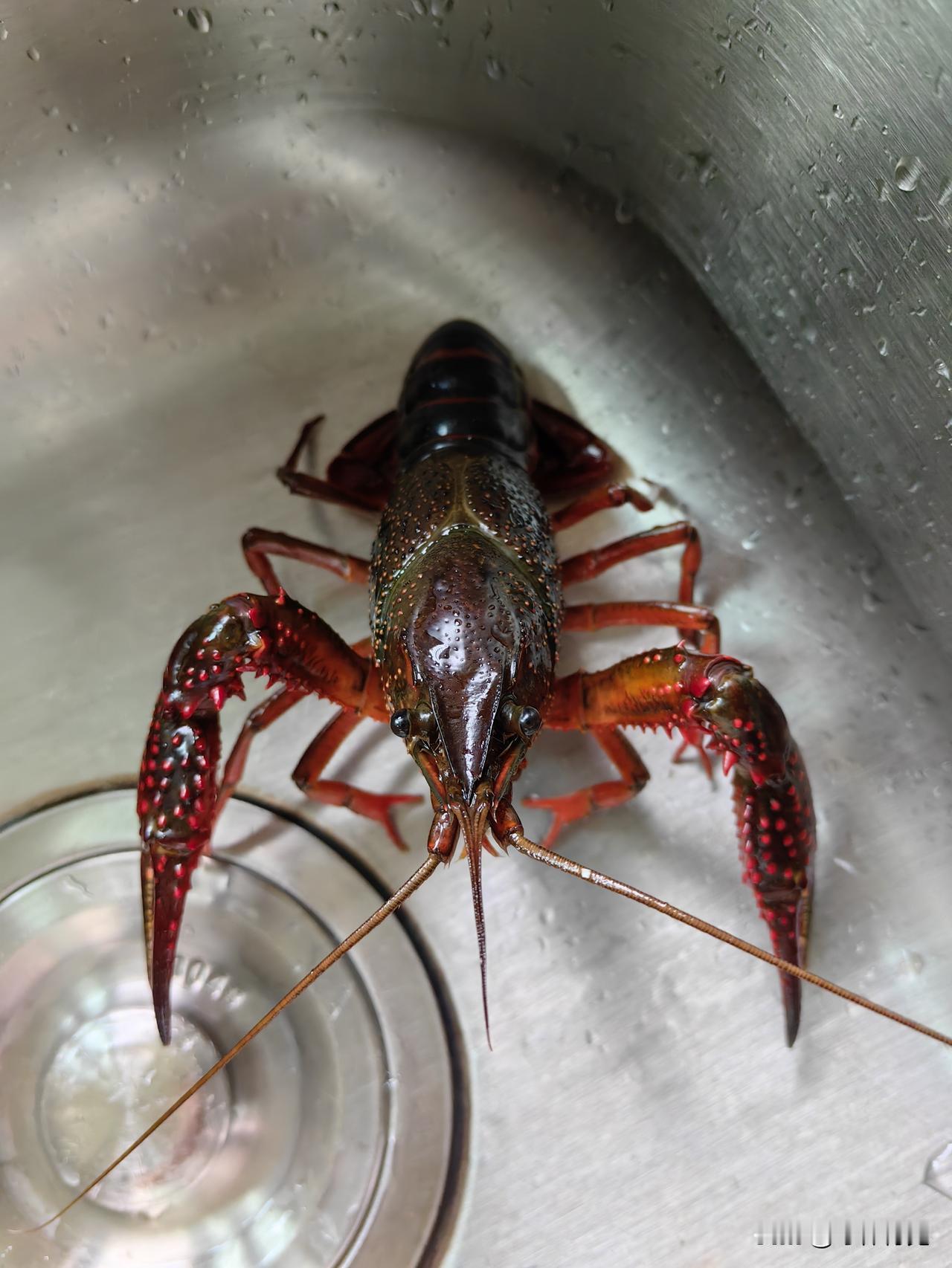 🦞十三香小龙虾｜老少通吃的“国民顶流”，好吃到舔手指！要说小龙虾的封神