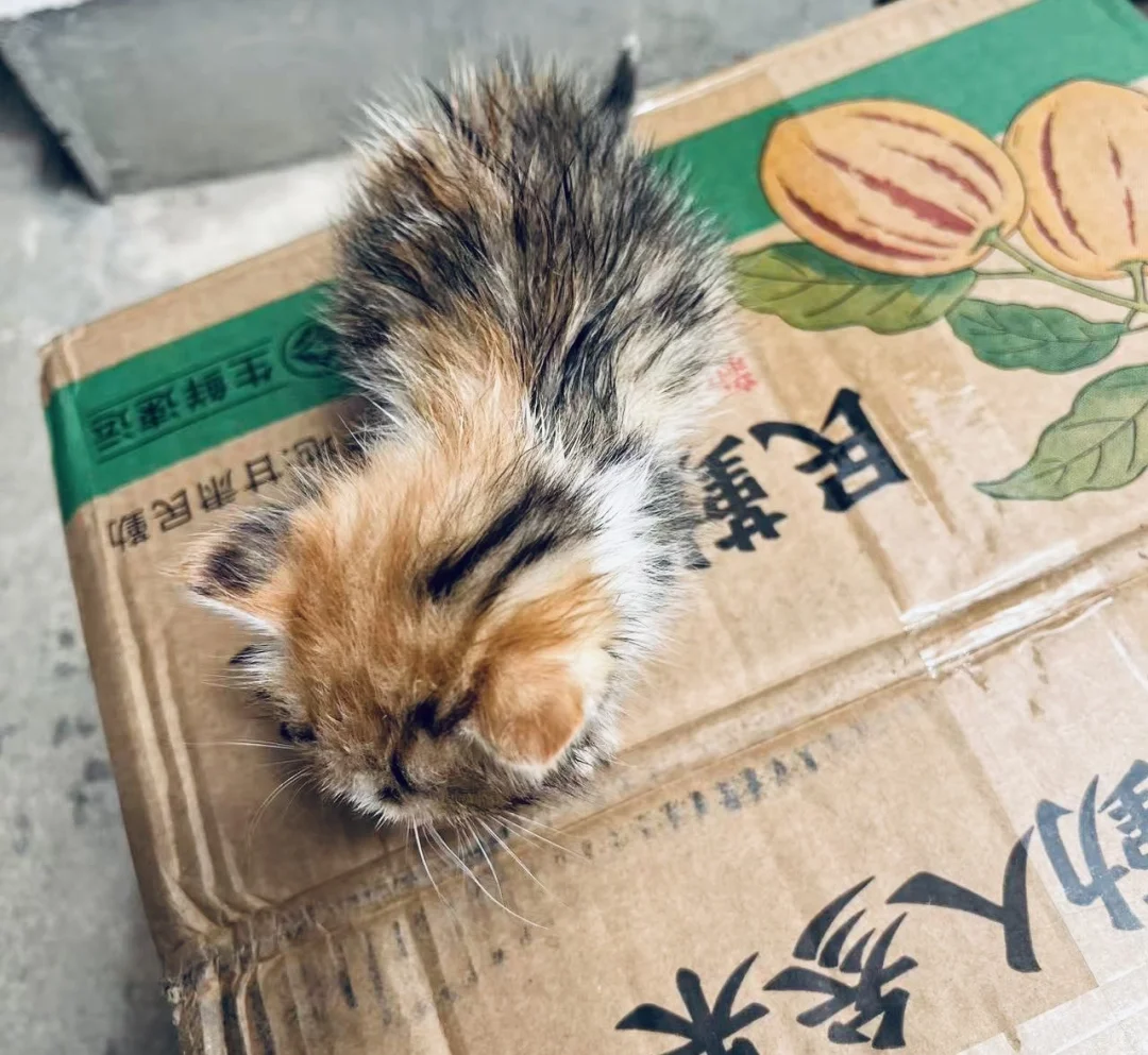 鸡翅包饭找领养！