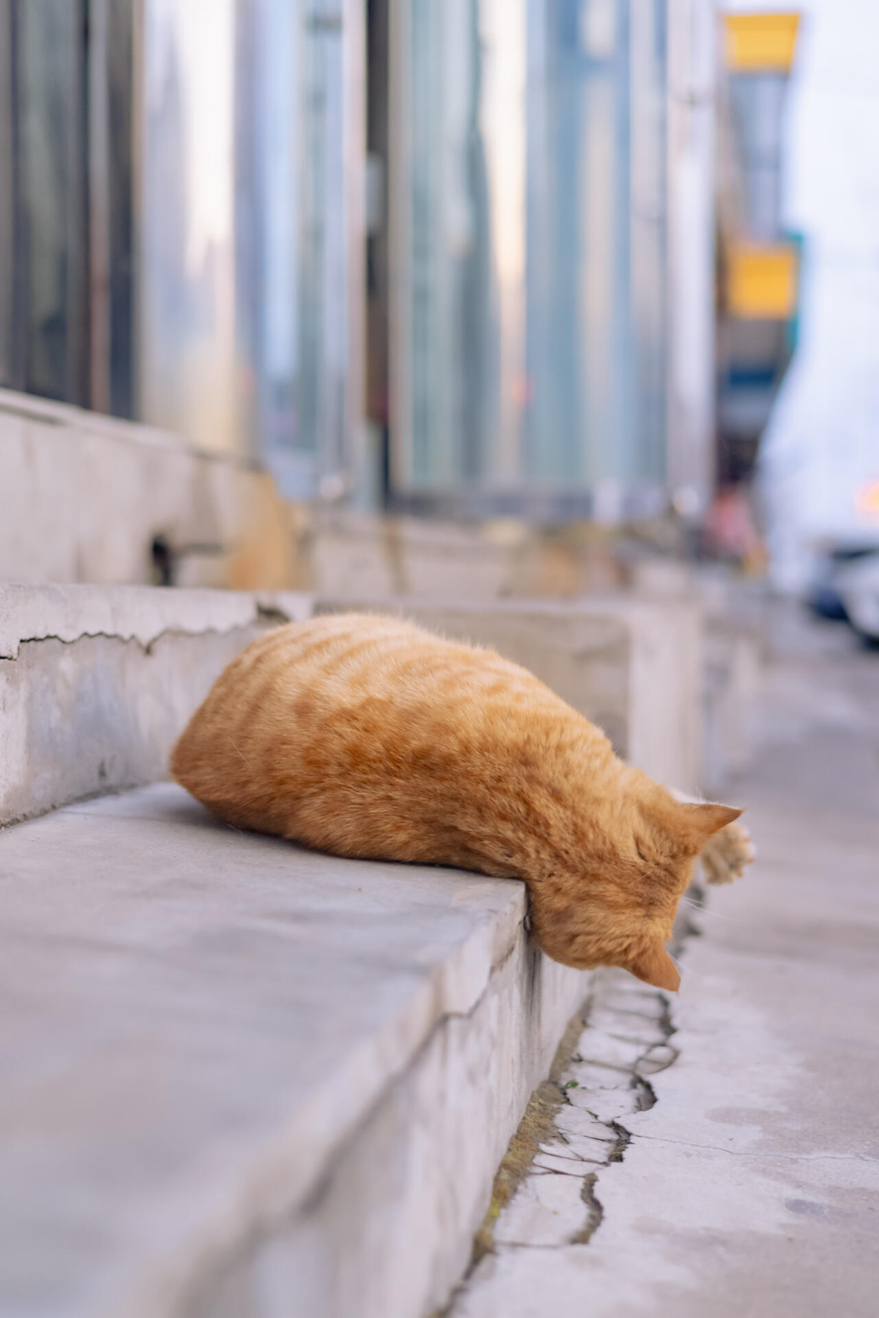 果然猫猫具有流动性​​​