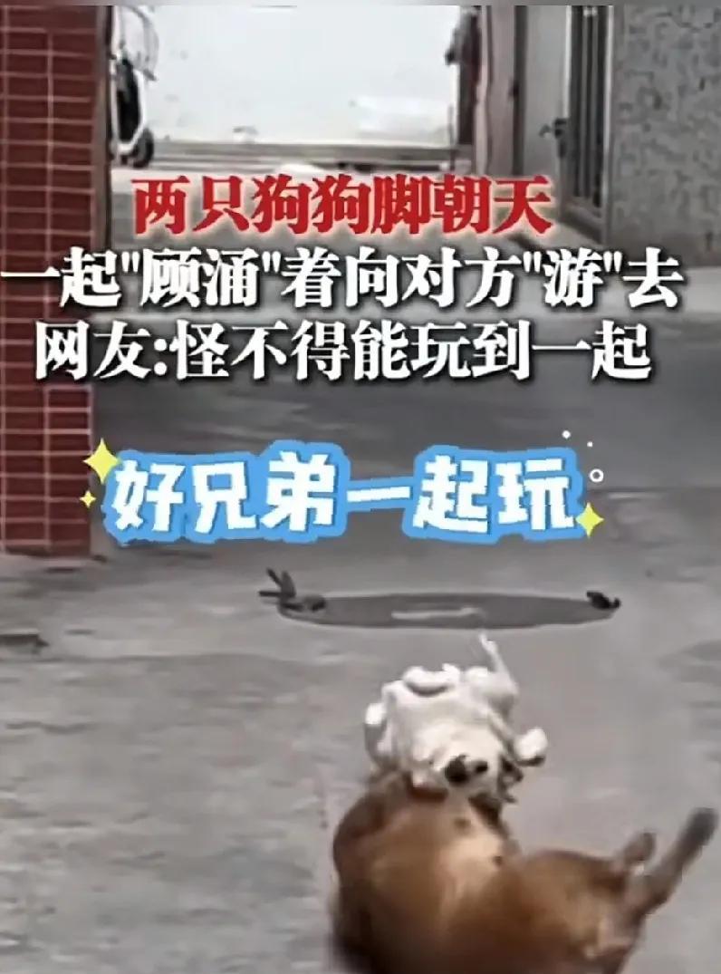 两只狗狗都肚肚朝天，化身为“蛹”，一起像鱼一样“涌动”着游走。网友们看见了这一