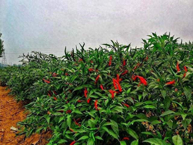 ​​我闺蜜上个月走了，乳腺癌，才35岁。从得病到离开，整整四年。​​她这一辈