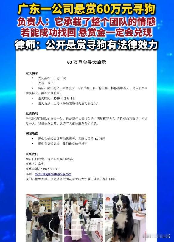 泼天富贵要来了，友友们，请仔细看看这只狗，它值60万。这只名叫辛巴的伯恩山