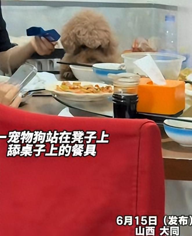 大同餐馆狗上桌后续，老板回应，市监局介入，20年老店口碑崩塌 山西大同，一段