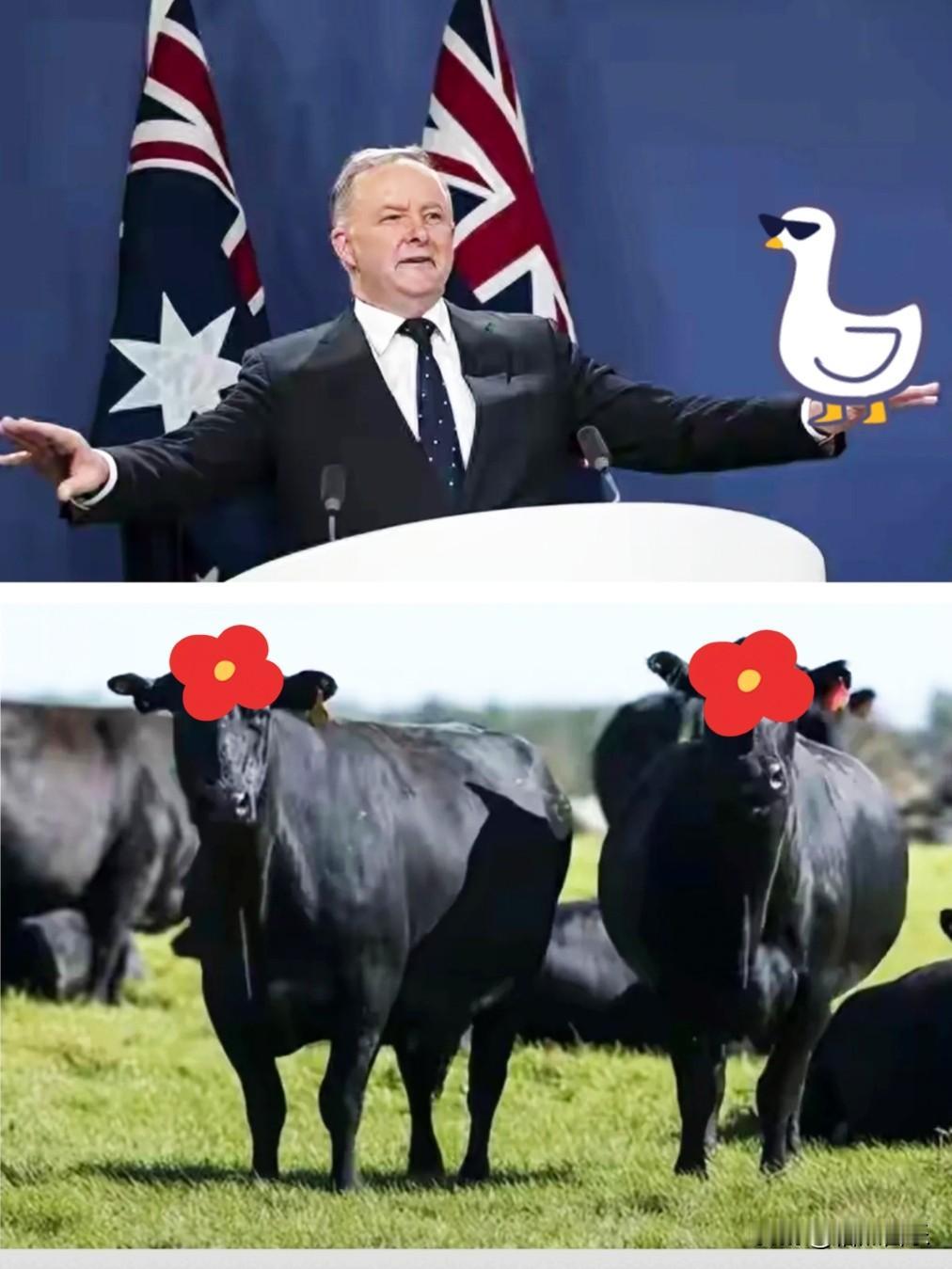 连夜上一课！澳指手画脚围台演习，中方关税反制来得比预想还快！这回澳大利亚