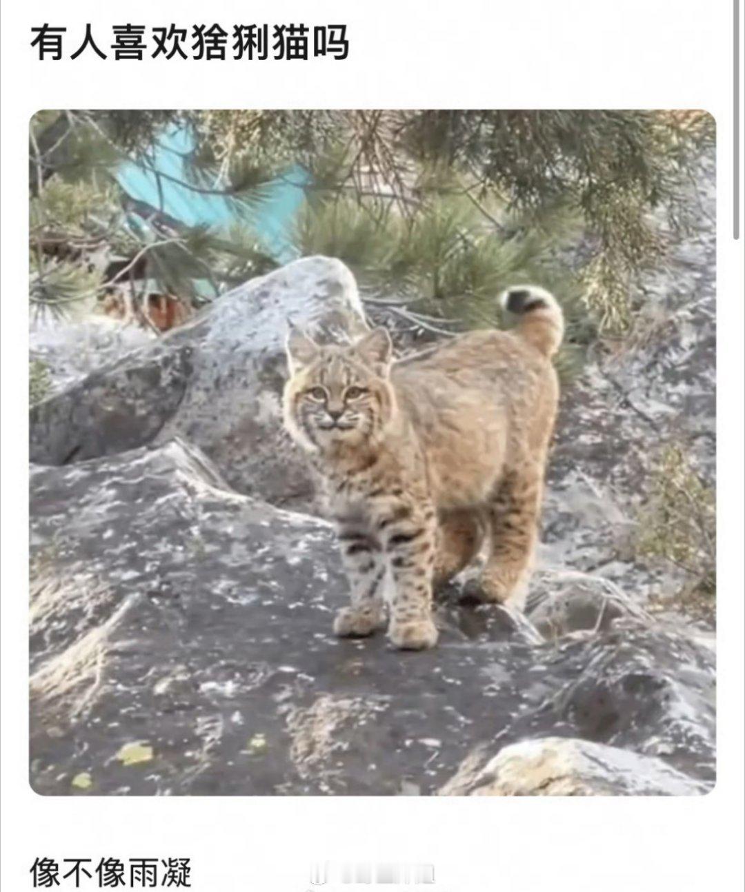 哈哈哈哈哈不说不知道，一说真的有点像啊，有人说猞猁猫有点儿像刘宇宁，这个模样咋一