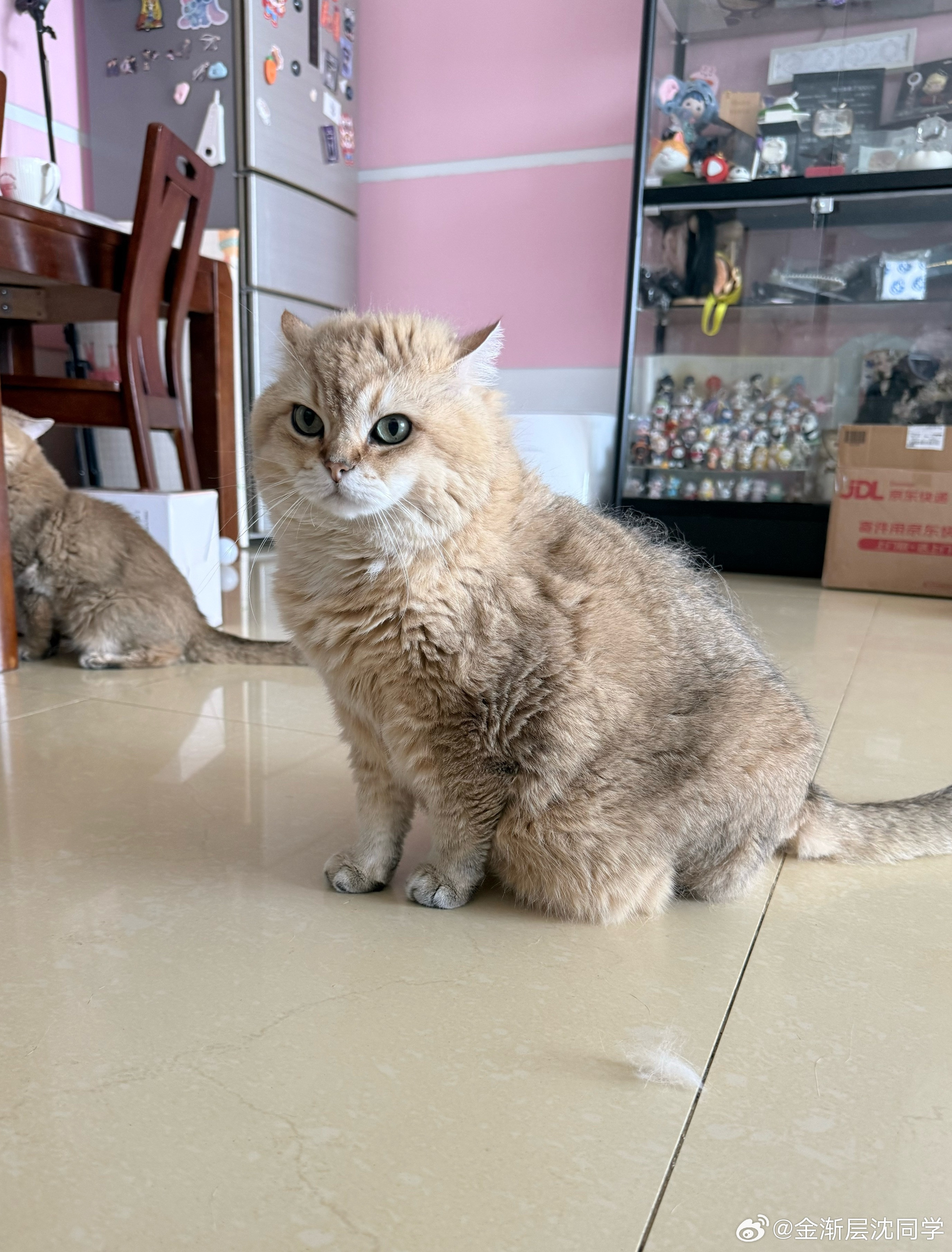 像一个大光头萌宠猫咪