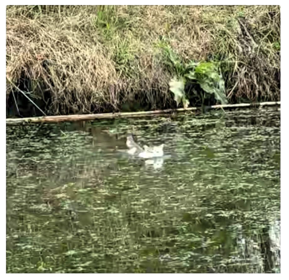 “太出乎意料了”近日江苏一男子在河对岸喊自己养的猫咪回家吃饭，猫咪直接下水游了
