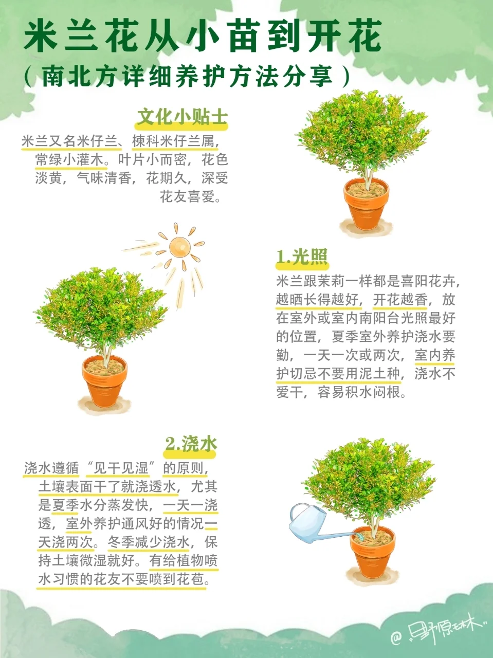米兰花从小苗到开花，超全养护知识分享