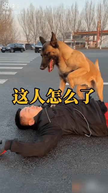 一名小伙子带着自家狗狗晨跑，半路上他忽然倒地陷入昏迷，狗狗急得团团转，不停跃起用