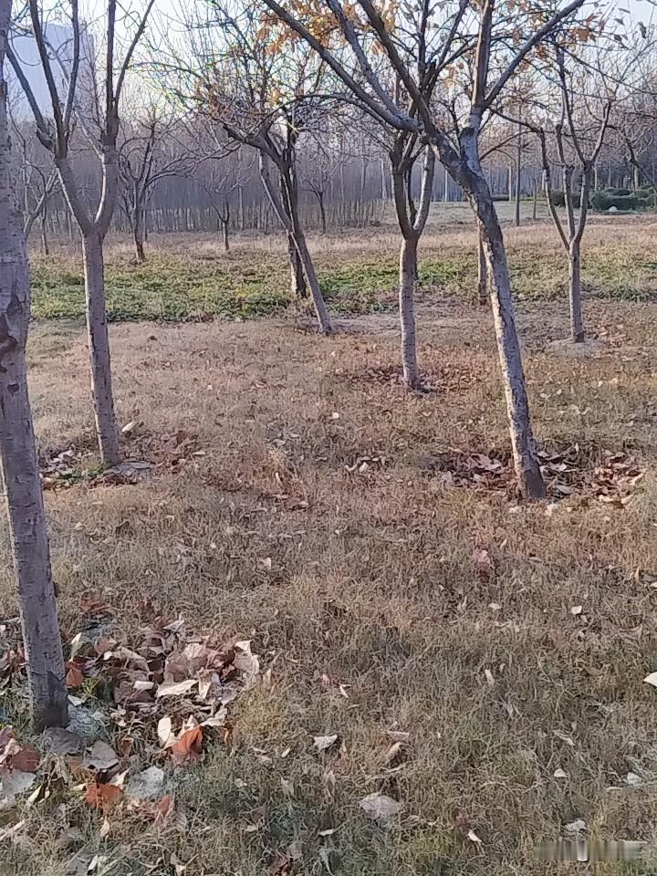 家里有活在自己世界里，固执的老人，有多费劲！？这一星期每天晚上我爸都来找我，拿着