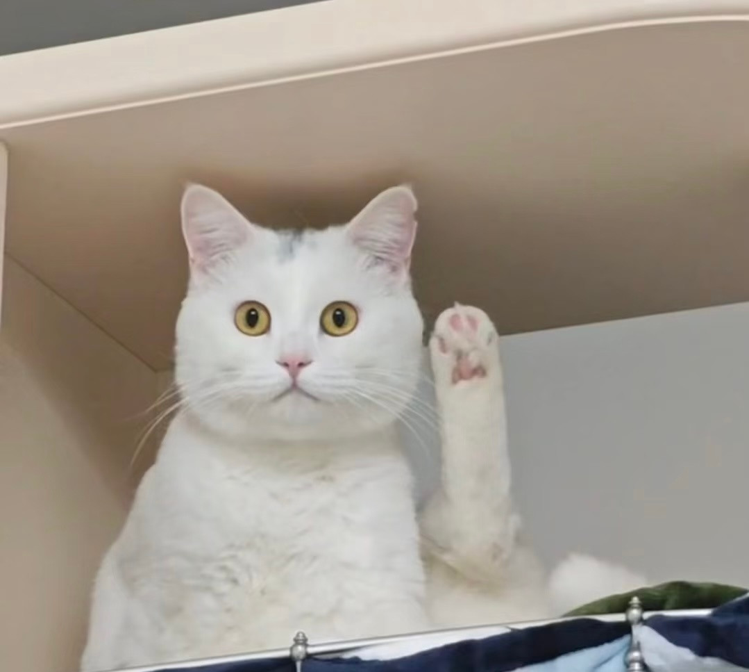 其实招财猫举的其实是脚快乐上头好有意思我的幽默灵感片场​​​