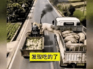笨猪不笨，身轻如燕，一车好白菜让猪给拱了[捂脸哭][捂脸哭][捂脸哭]