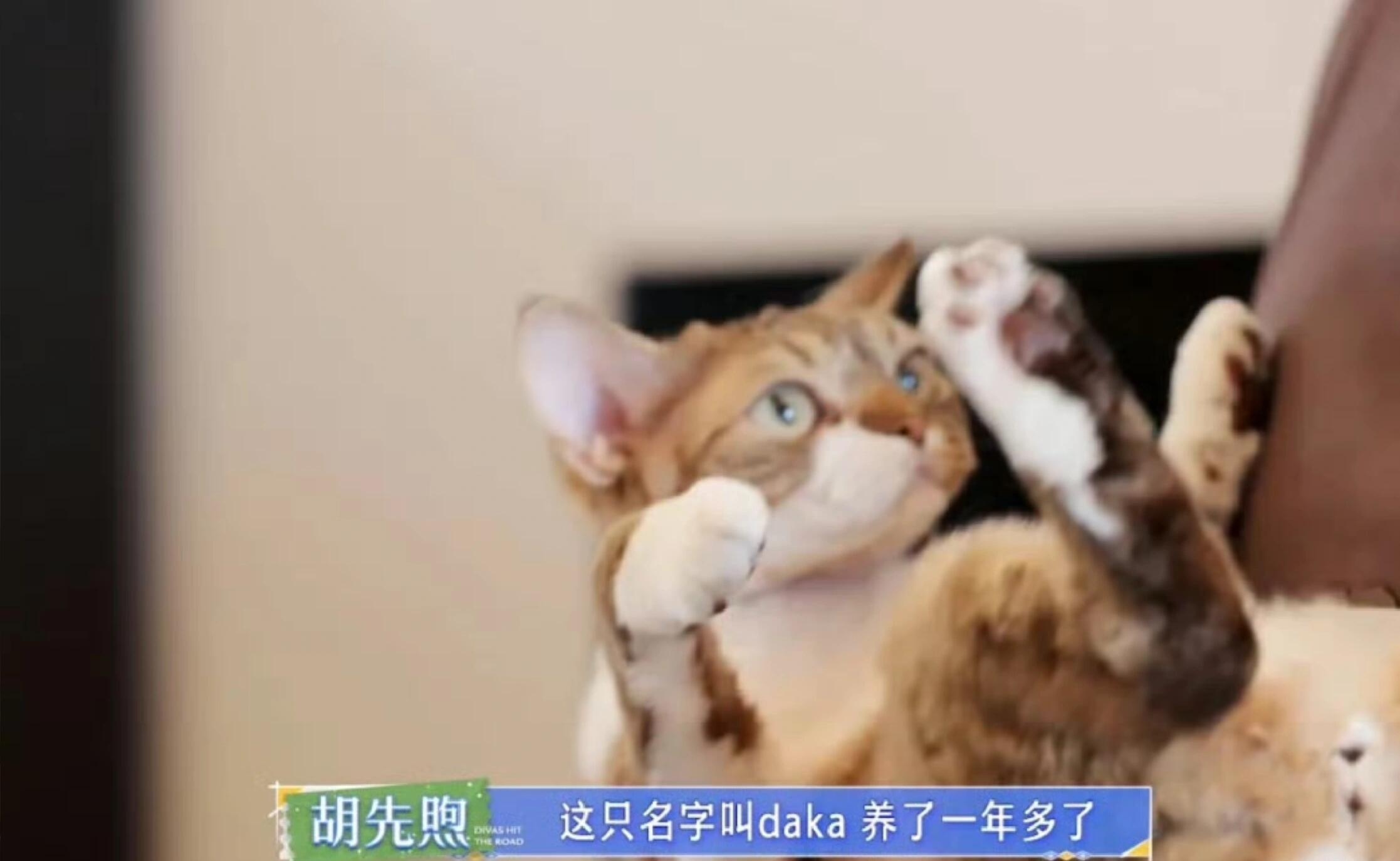 胡先煦的发色随咪了猫毛过敏也要养猫的爱猫男胡先煦
