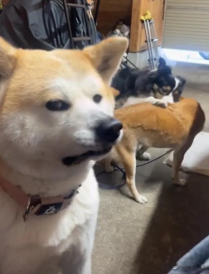 全网都快笑死了。狗狗主人的朋友由于要去外面旅游，于是就把自己家的狗狗寄养到狗狗主