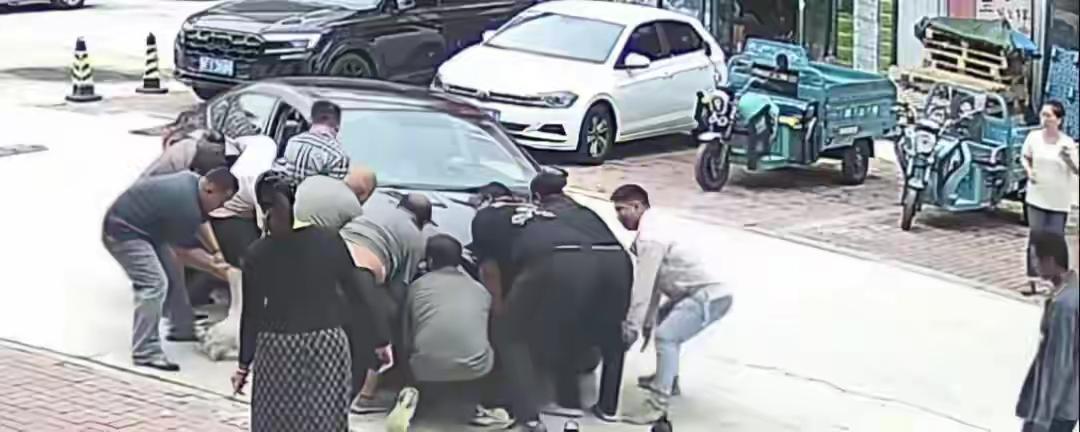 烟台128斤胖狗被汽车碾过压车底，众人抬车救出，主人：没点事，医生让减肥网友