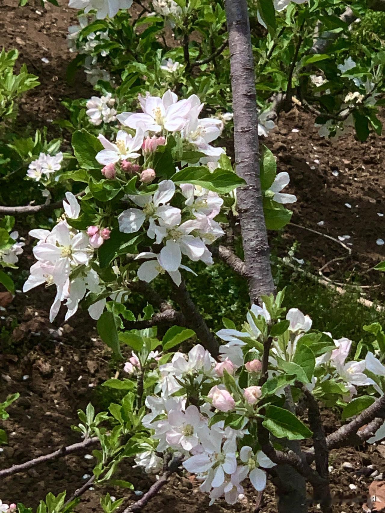 老家苹果园的苹果花开了，洁白无瑕，另有一番韵味。观赏苹果树花村里的苹果树分享