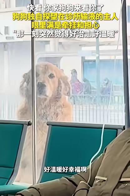 江苏一男子感冒去输液，没想到，家里狗狗竟然趁他不在，独自偷偷跑到诊所探望。医生看