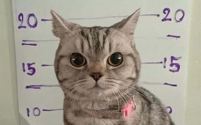 泰国猫咪太猛，袭警被抓还拍照谁能想到，软萌猫咪竟是“暴力