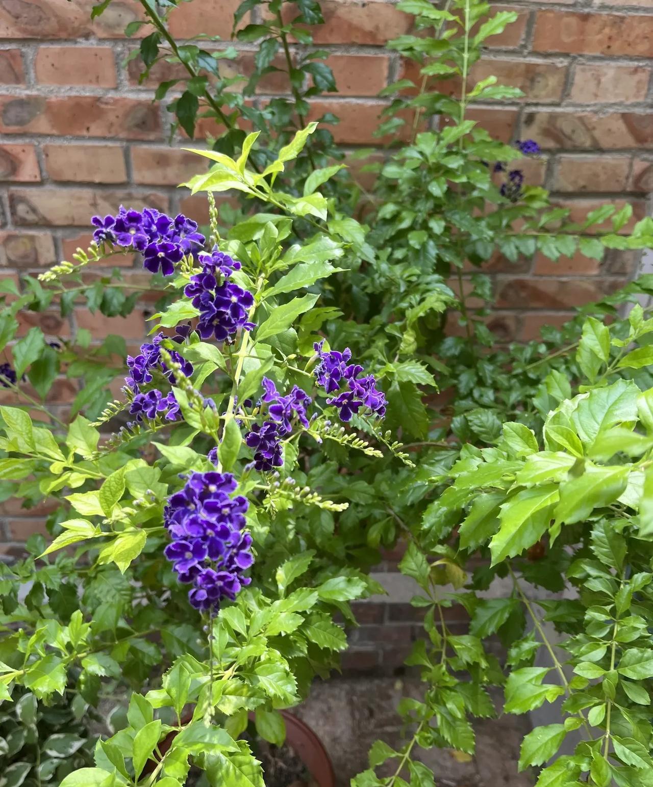 #随手拍的花分享#蓝紫色的假连翘花开正盛，在绿叶衬托下，如精致的紫色星芒。花朵成