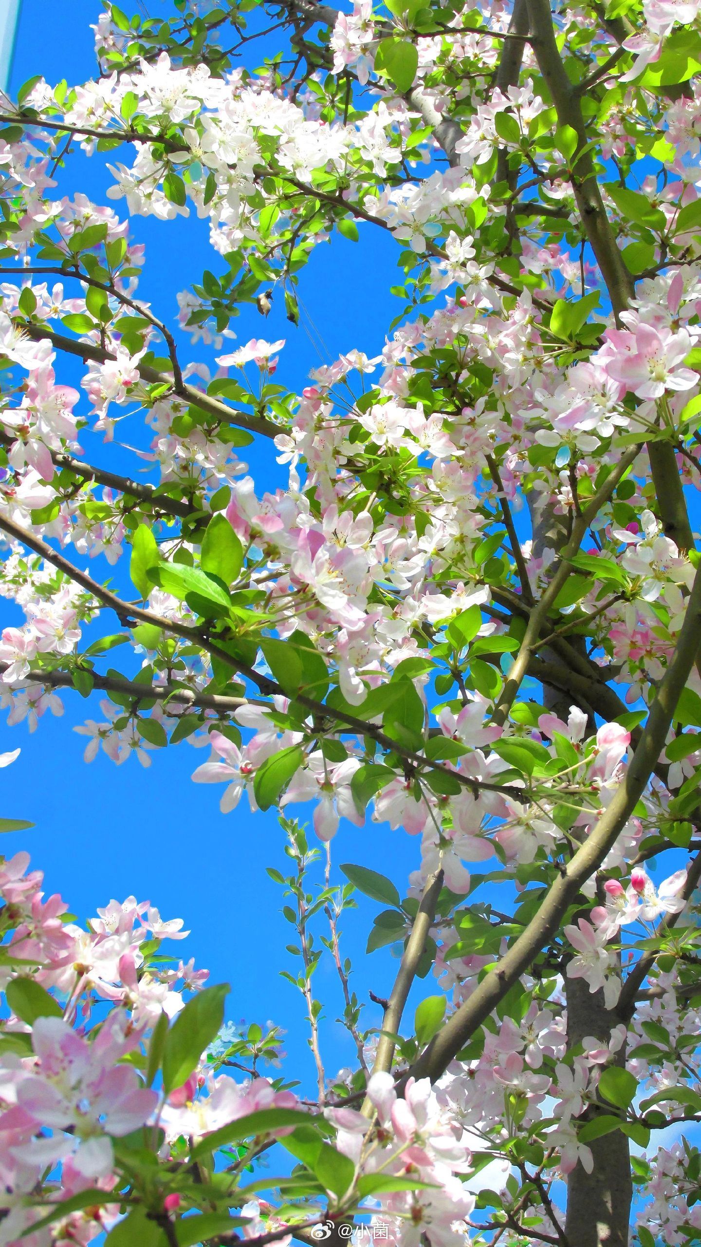 你的瞳色是我生命苦寻的永生花小菌早朋友们