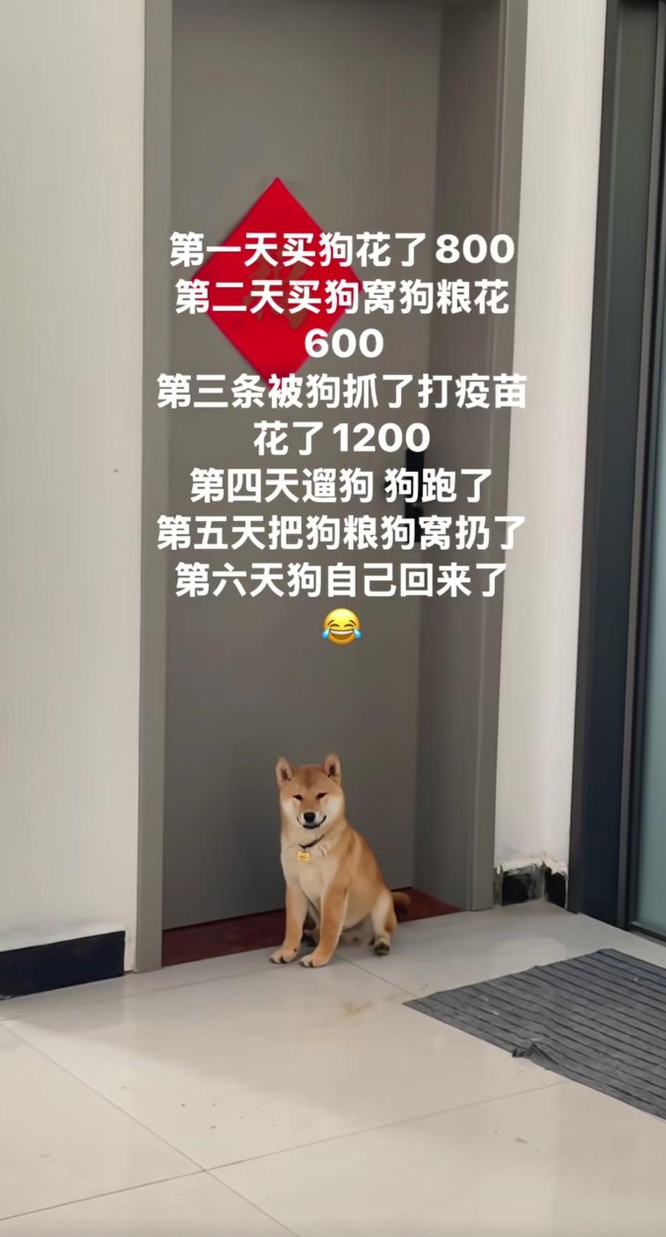 闺蜜第一天买狗花了800元，第二天买狗窝和狗粮花了600元，第三天被狗抓伤去打疫