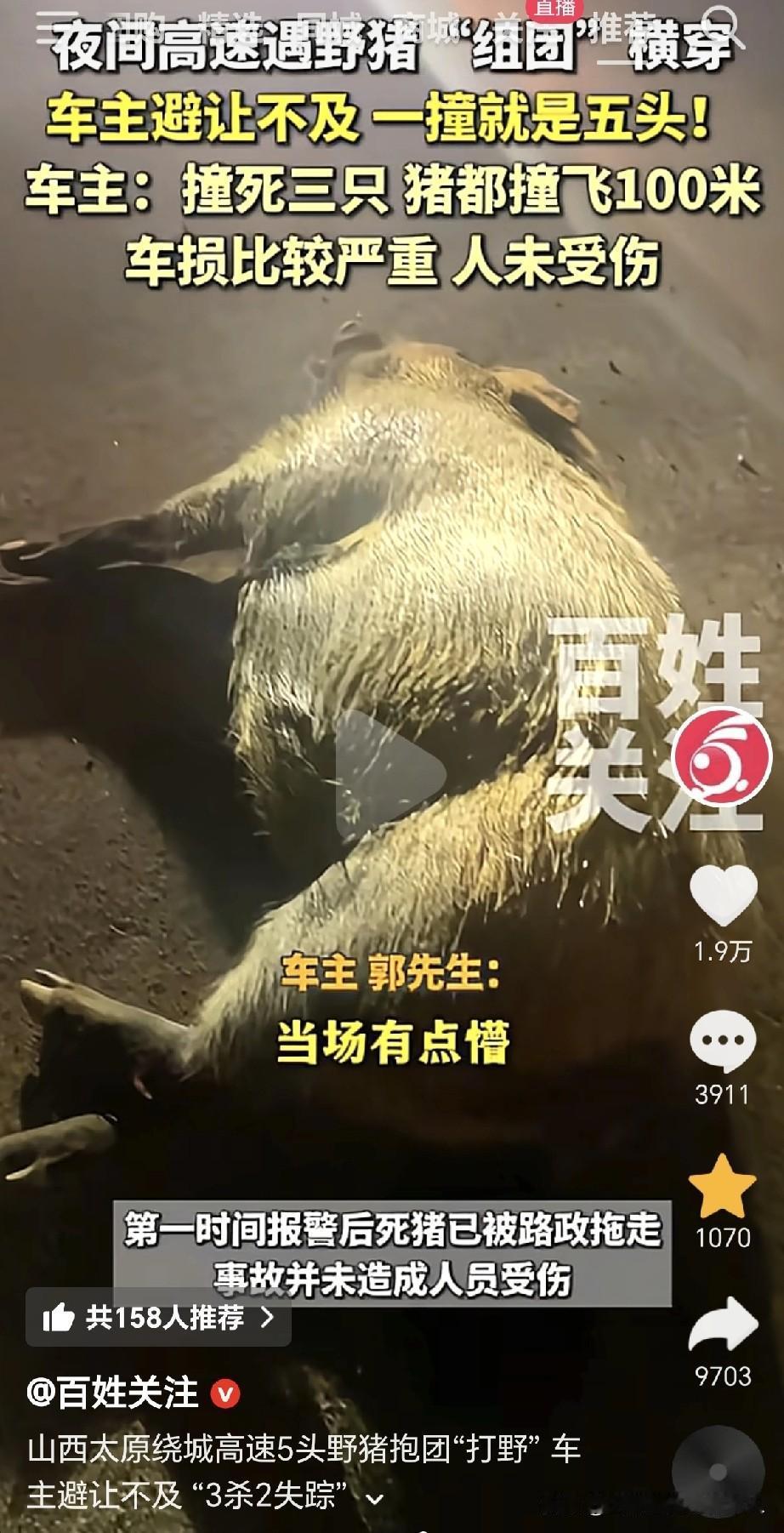 近日，一名男子深夜驾车行驶在山西太原高速公路上，撞到了5头野猪，不是因为低头玩手