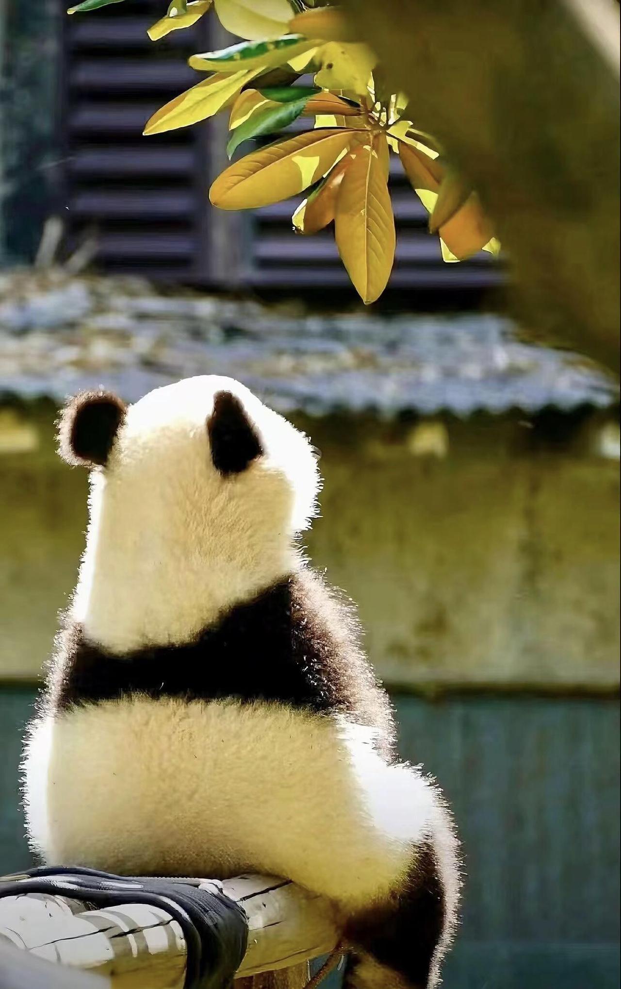 犯我中华者，没收你的熊猫。很多人拿这句话当段子讲，那是他根本不懂熊猫。昨