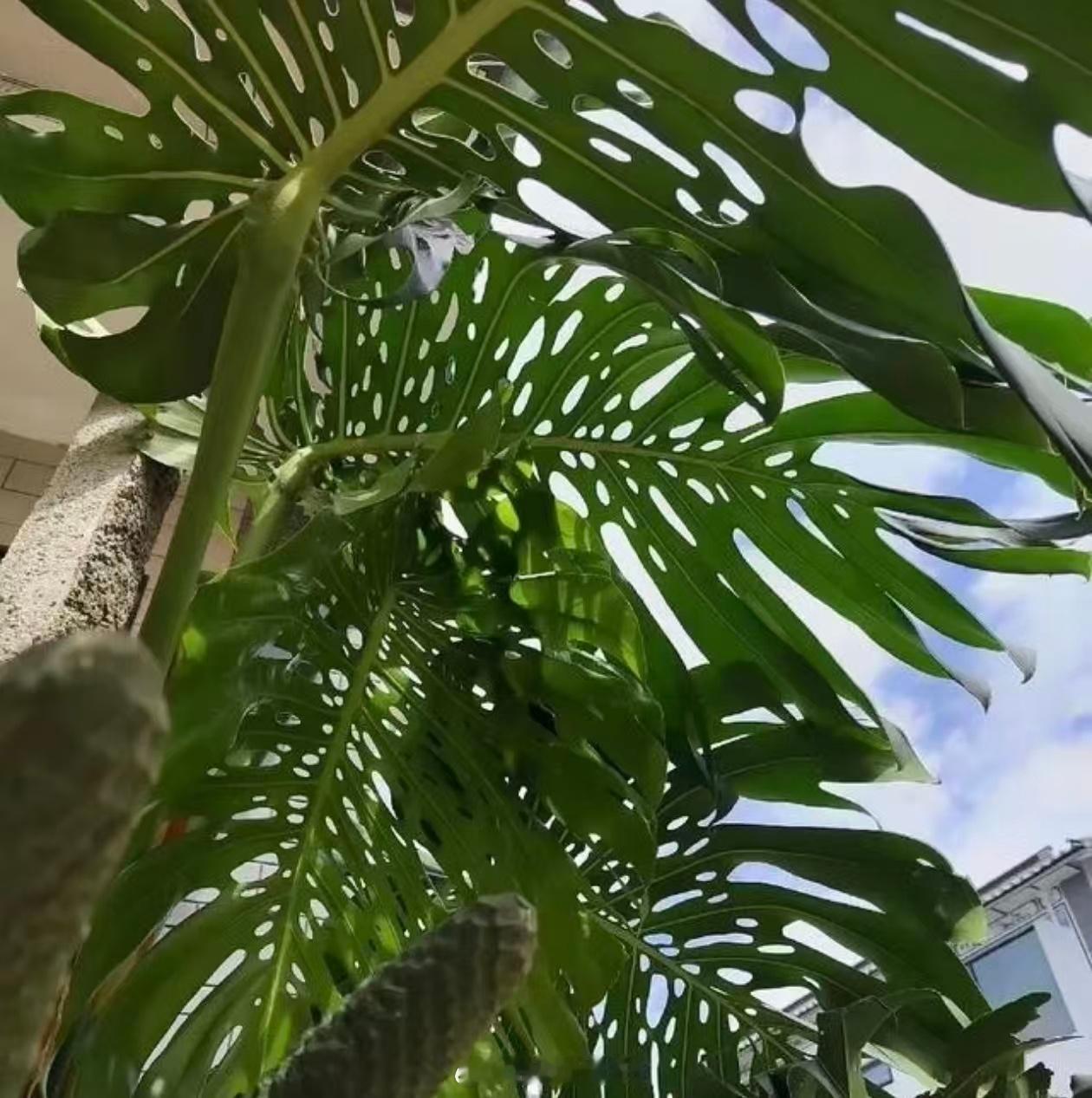 据说这是养了30年的龟背竹，一片叶子长出200多个洞，都养成蕾丝了