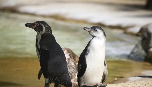 南极有1.2亿只企鹅，每天排便4800吨，可南极依旧干净得很。这是为啥呢？原来企
