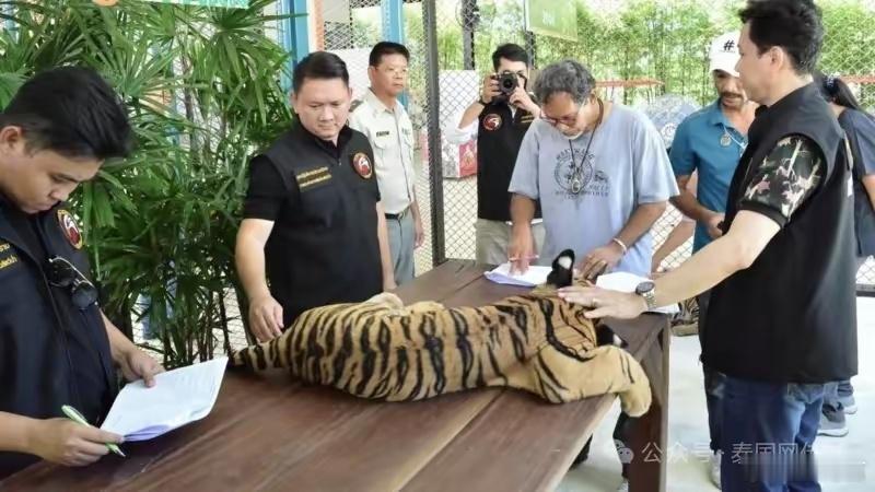 泰国官方通报清迈72只老虎死亡72只孟加拉虎接连死亡！自2026年2月8日至18