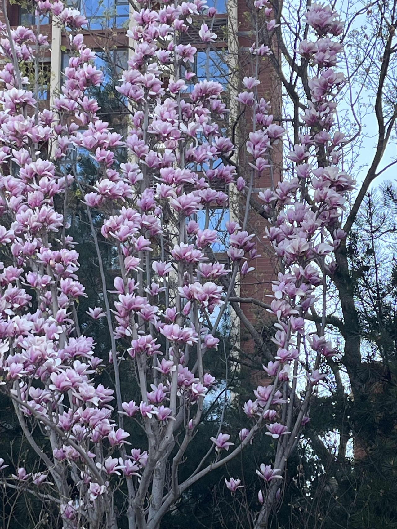 我就想知道，昨天（4月5日清明节），北京二手房网签量是多少，看房人有多少？昨