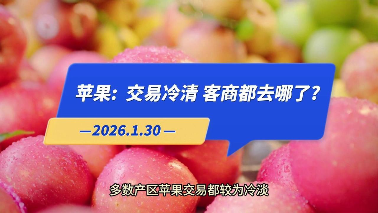 苹果交易冷清！客商去哪儿了？