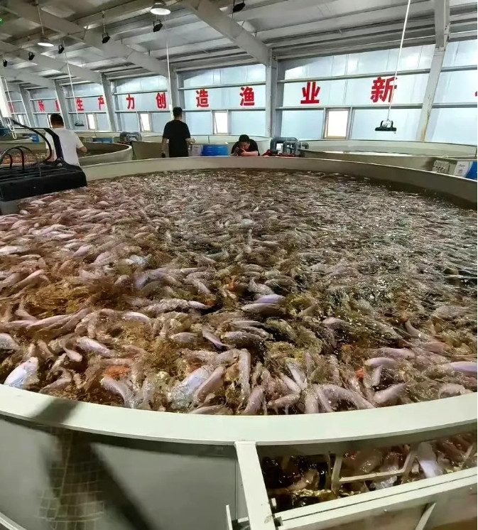 现在的鱼都是集中养殖，批量生产，如此出来的鱼敢吃吗