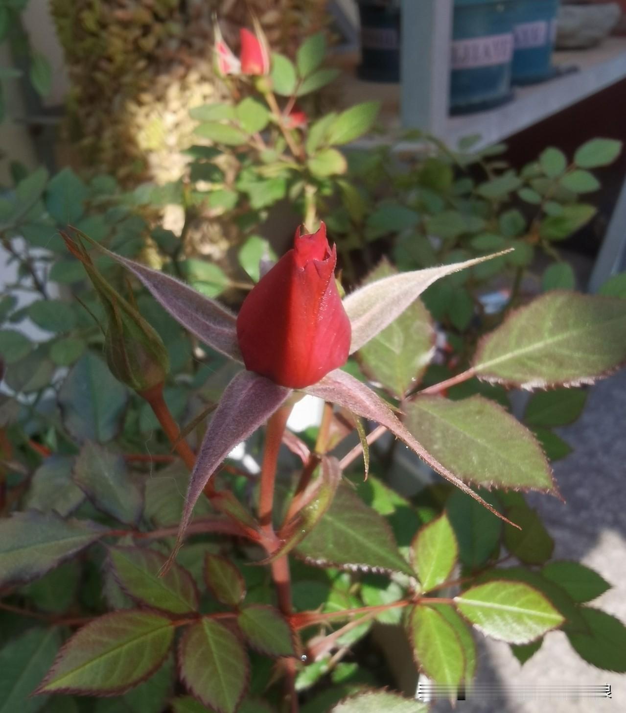 当初就是随便找了个花盆，埋了花苗，平常浇浇水、松松土，没特意伺候。天冷了还担心它