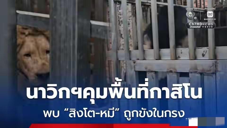 当地时间12月22日，泰国军队占领柬埔寨一赌场后发现5头被关押的狮子和黑熊，它们