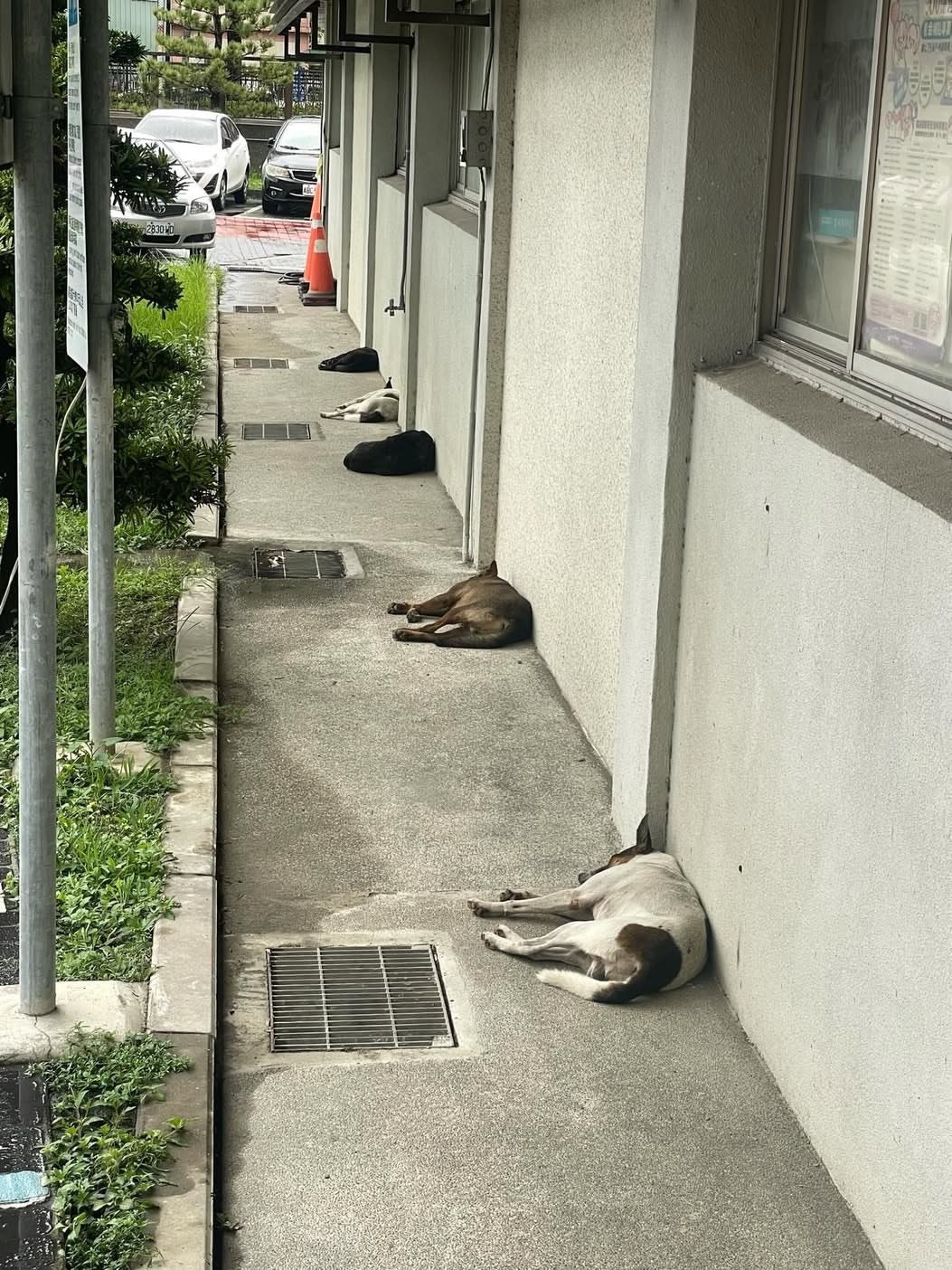 排队午睡中💤meme​​​