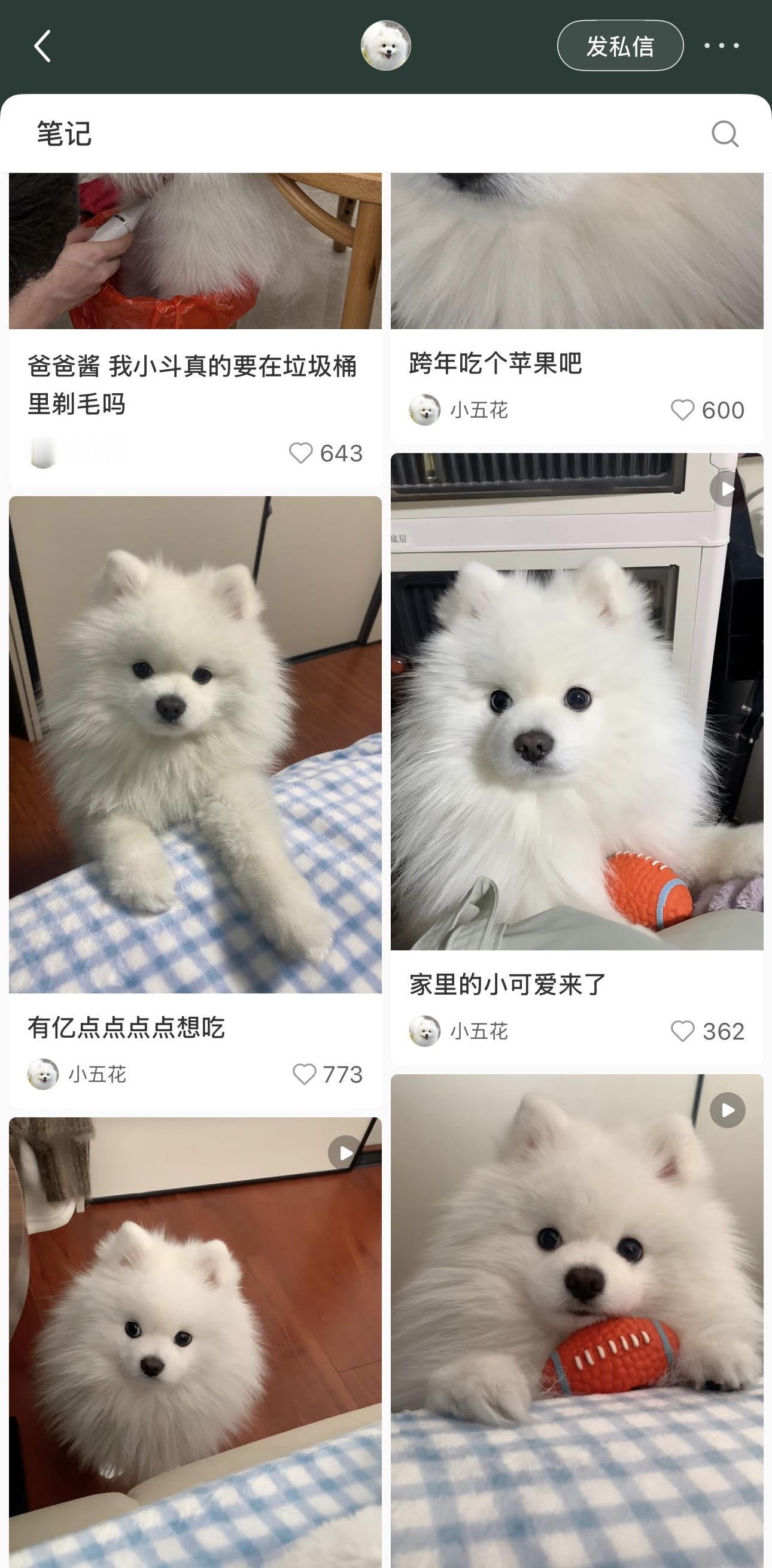 你们有刷到过这只小狗吗可爱死了，看着像mini萨摩耶其实是博美